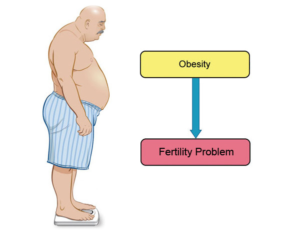 Obesity and infertility