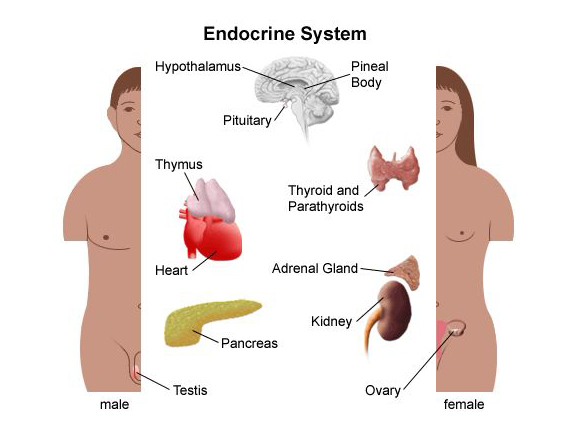 endocrine system