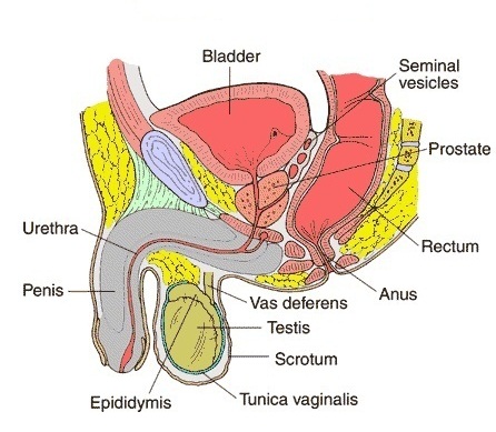 Male Reproductive Organ