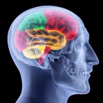 myth-on-human-brain